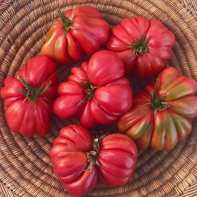 Tomate Magic Red Ruffles 5+ Samen - Seeds samenfeste Stabtomate P 422