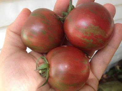 Tomate Violet Jasper 10+ Samen - Saatgut - Seeds - SÜß und Streifig! P 035