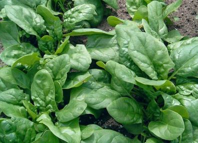 Spinat Resistoflay Securo - Spinach 50+ Samen - Saatgut - Seeds - Graines L 118