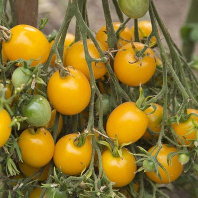 Yellow Centiflor Tomate - 10+ Samen - Saatgut - Honigsüße und Ertragreich! P 138