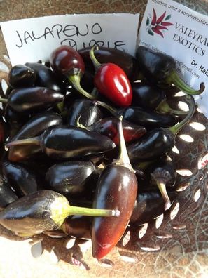 Chili Jalapeno Purple 10+ Samen - Seeds - Graines - LILA und FEIN! Ch 100