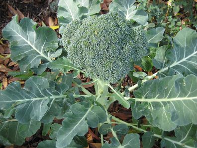 Broccoli Green Sprouting - Brokkoli 100+ Samen - Seeds - Graines - Saatgut B 091
