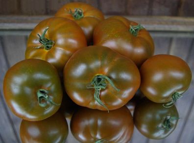 Tomate Thorburn´s Terracotta 5+ Samen - Seeds - Graines - Gemüsesamen P 390