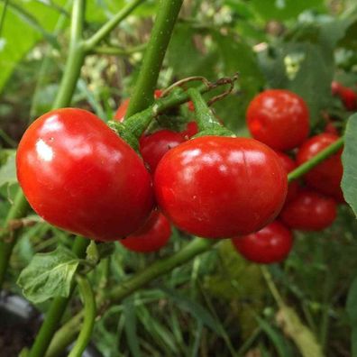 Menschenfressertomate - Cannibal´s Tomato - Solanum uporo - 10+ Samen So 056