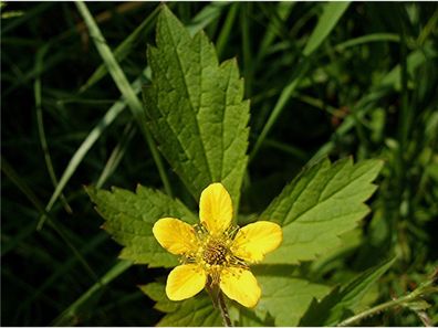 Echte Nelkenwurz - Geum urbanum - Wood Avens 100+ Samen - Saatgut - Seeds E 034