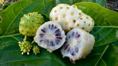 Indische Maulbeere - Morinda citrifolia - Noni Indian mulberry 5+ Samen Gx 031