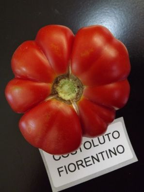 Costoluto Fiorentino Tomate Tomato 10+ Samen - Saatgut - Seeds - Graines P 310