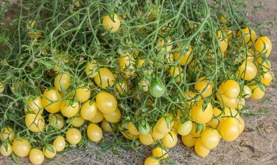 Tomate Tempete de Sable - eine samenfeste belgische Kirschtomate 5+ Samen P 476