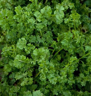 Krause Gartenkresse - Wrinkled Crinkled Garden Cress - 40+ Samen - Saatgut L 076