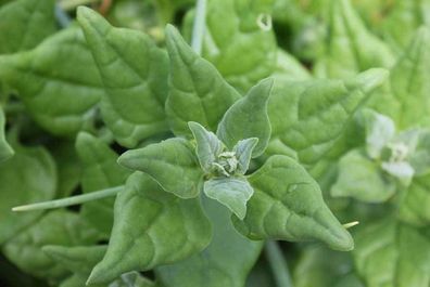 Neuseeländer Spinat - Tetragonia tetragonioides - 20 + Samen - Knackig! L 083