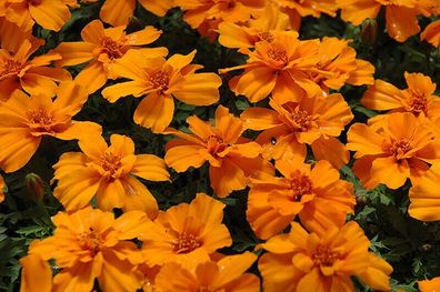 Tagetes Studentenblumen Tangerine 50+ Samen - Seeds orange Blüten Ed 064