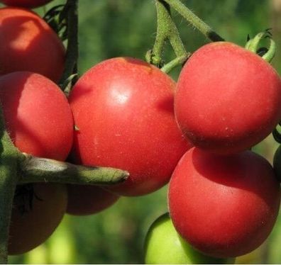 Fuzzy Rose Tomate - Tomato 5+ Samen - Saatgut - Seeds - Gemüsesamen P 226