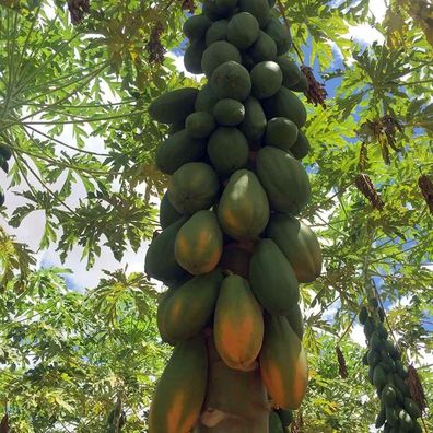 Giant Formosa papaya aus Brasilien - Carica papaya 10+ Samen - Saatgut - GX 054