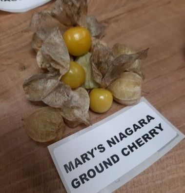 Ananaskirsche Mary´s Niagara - Ground Cherry Physalis pruinosa 40+ Samen So 087