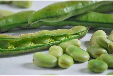 Puffbohne Extra Precoce a Grano Bianco Vicia faba 5+ Samen - Seeds H 141