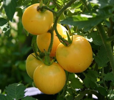Wapsipinicon Peach Tomate - 5+ Samen - Saatgut - Honigsüß und Knackig! P 159