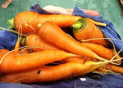 Möhre Muscade Carrot - nordafrikanische Karotte 200+ Samen - Seeds R 137