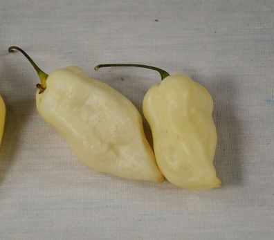 Bhut Jolokia White Chili - 5+ Samen - Saatgut - Superscharfe RARITäT! Ch 009
