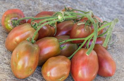 Tomate Black Emperor 10+ Samen - Seeds - Graines - fleischige Stabtomate P 407