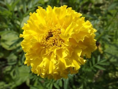 Aufrechte Studentenblume Zitronenprinz Marigold 50+ Samen - Blumensamen Ed 062