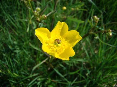 Acker-Hahnenfuss - Ranunculus arvensis Corn Buttercup 25+ Samen - Seeds E 197