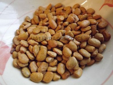 Teparybohne - Wepegi Bawi, Brown Tohono O´Odham Tepary Bean - 40+ Samen H 022