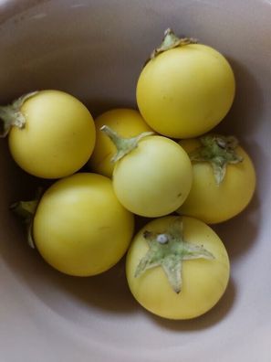 Sodaapfel - Solanum viarum - Soda Apple 20+ Samen - Seeds - Graines So 098