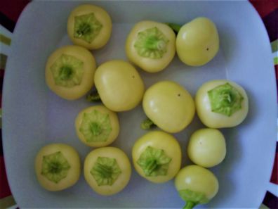 Weisse Kirsche Paprika - Chili 5+ Samen - Seeds Heirloom aus UNGARN! Ch 195