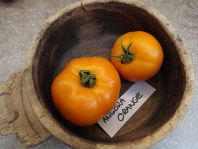 Angora Orange Tomate - Tomato 5+ Samen - Saatgut - Seeds - Gemüsesamen P 143
