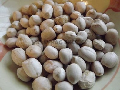 White Spanish Pearl Erdnuss - Peanut - 10+ Samen - Saatgut FEINE RARITäT! H 055