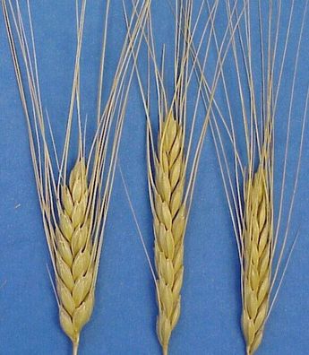 Emmer - Zweikorn Wheat - Triticum dicoccum 50+ Samen - Seeds - Graines Am 098