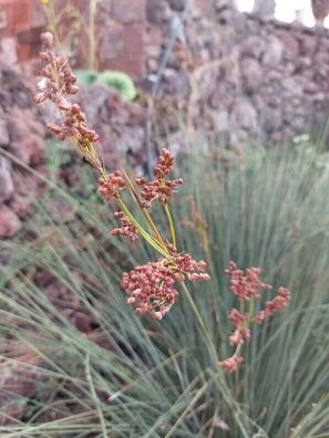 Stechende Binse - Juncus acutus - Sharp Rush 25+ Samen - Seeds E 283