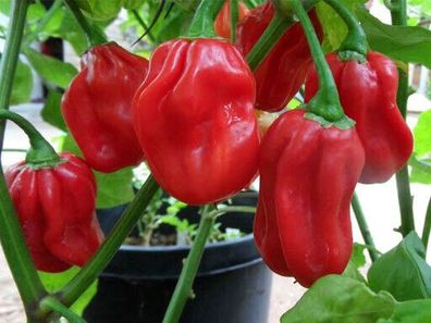 Habanero Red Savina Chili Pepper 10+ Samen - Saatgut - Seeds - Graines Ch 171