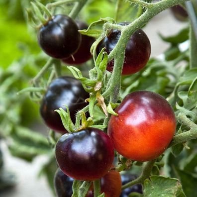 Svart Tomate - Blau Schwarz Tomato - 10+ Samen - Saatgut- Seeds - RARITäT! P 004