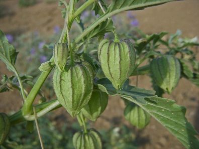Physalis acutifolia - Sharpleaf Groundcherry 10+ Samen - Saatgut - Seeds So 038