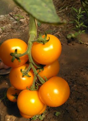 Mandarinka Tomate - Tomato 5+ Samen - Saatgut - Seeds - Gemüsesamen P 254