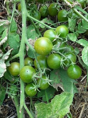 Tomate Grinch Dwarf Cherry 10+ Samen - Saatgut - Seeds grüngelbe Früchte P 375