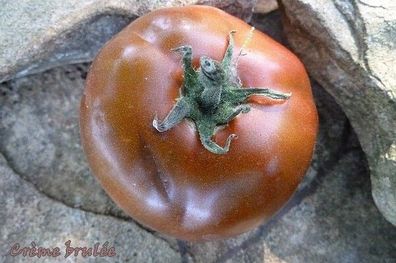Creme Brulee Tomate - 10+ Samen - Saatgut - Seeds - Graines SÜß und FEIN! P 058