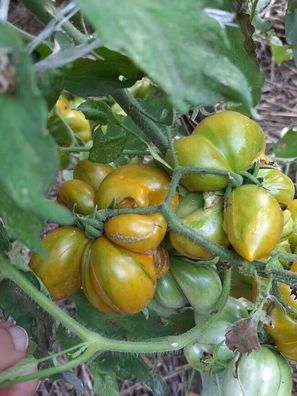 Grüne Reisetomate - Voyage - Tomate Phil´s Two 5+ Samen - Seeds Graines P 365