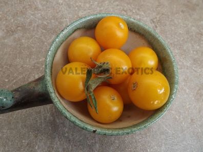 Goldkrone Tomate - Tomato - 5+ Samen - Saatgut - Seeds Honigsüß! P 251