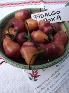 Fidalgo Roxa Chili - 5+ Samen - Saatgut - SCHÖN und FEIN! Ch 039