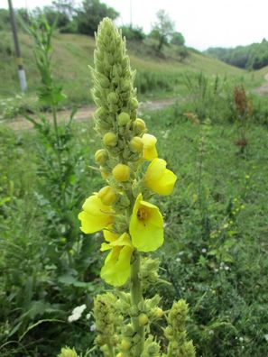 Windblumen - Königskerz - Verbascum phlomoides 200+ Samen - Seeds E 241