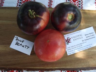 Blue Beauty Tomate - Tomato 10+ Samen - Saatgut - Seeds - Gemüsesamen P 201