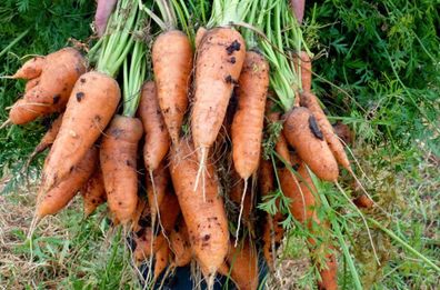 Möhre Royal Chantenay - Karotte - Carrot 100+ Samen FEIN und Knackig! R 018