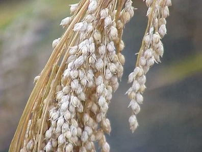 Silberne Rispenhirse - Silver millet - Panicum miliaceum - 25+ Samen Am 038