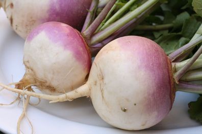 Lilaköpfige Speiserübe - Turnip - Brassica rapa - 50+ Samen - Knackfrisch! R 054