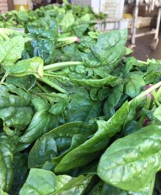 Spinat Riccio America - Spinach 25+ Samen - Saatgut - Seeds - Gemüsesamen L 179