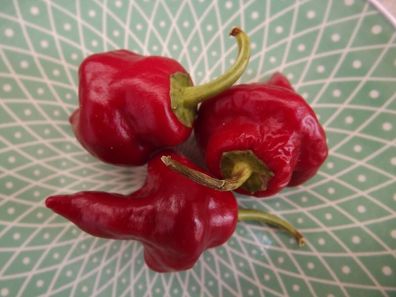 Tasmanian Red Chili 5+ Samen - Saatgut - Seeds - Gemüsesamen Ch 154