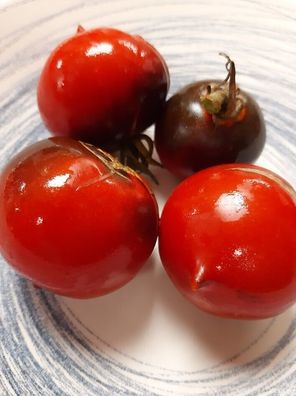 Tomate Heaven Oregon - samenfeste Stabtomate aus den USA 5+ Samen Seeds P 470