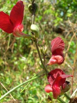 Wilde Buschbohne - Macroptilium lathyroides Phasey Beans 5+ Samen - Seeds H 113